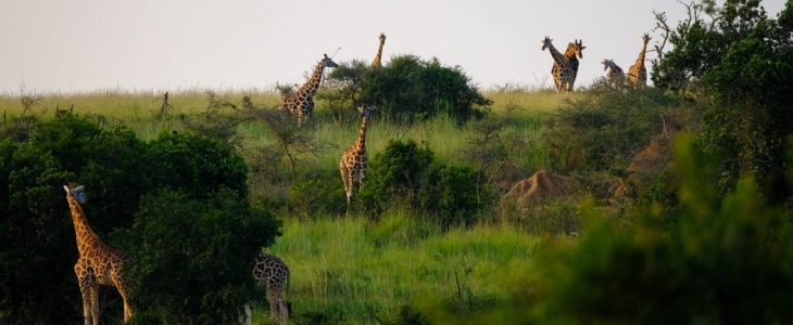 giraffes on the wild